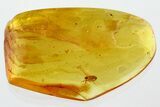 Detailed Fossil False Flower Beetle (Scraptiidae) in Baltic Amber #352704-1